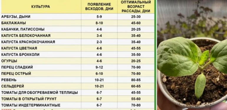 Что когда сажать на рассаду новичков