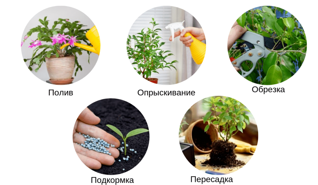Как выращивать уход цветов