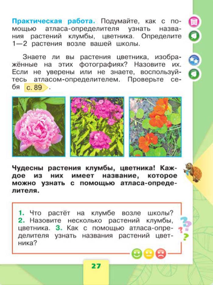 Назовите несколько растений клумбы цветника