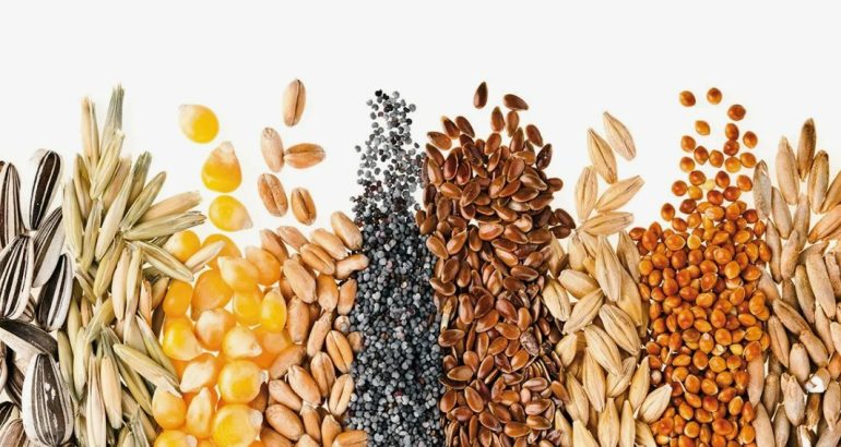 Семена высшего качества: инвестиция в урожай и спокойствие