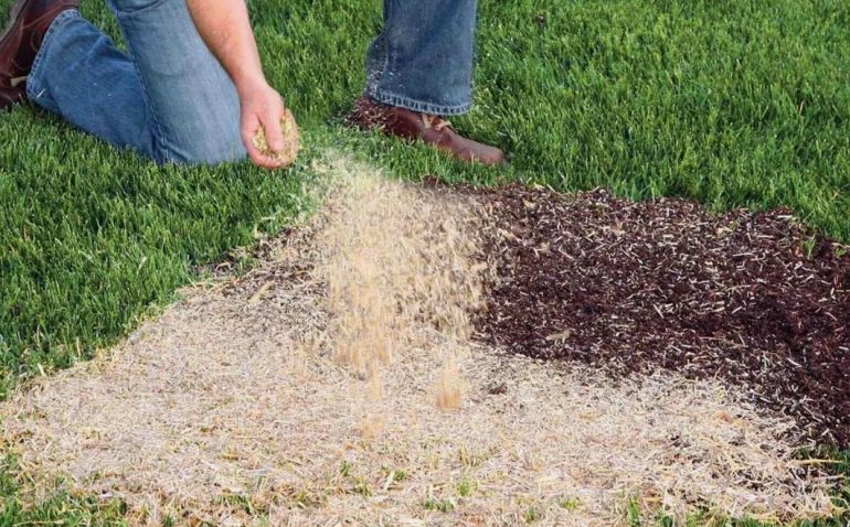 Как подготовить почву и избежать ошибок при посеве газона