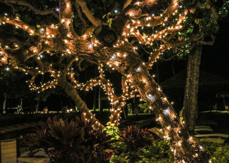 Свет в кроне — как безопасно и красиво украсить дерево на участке