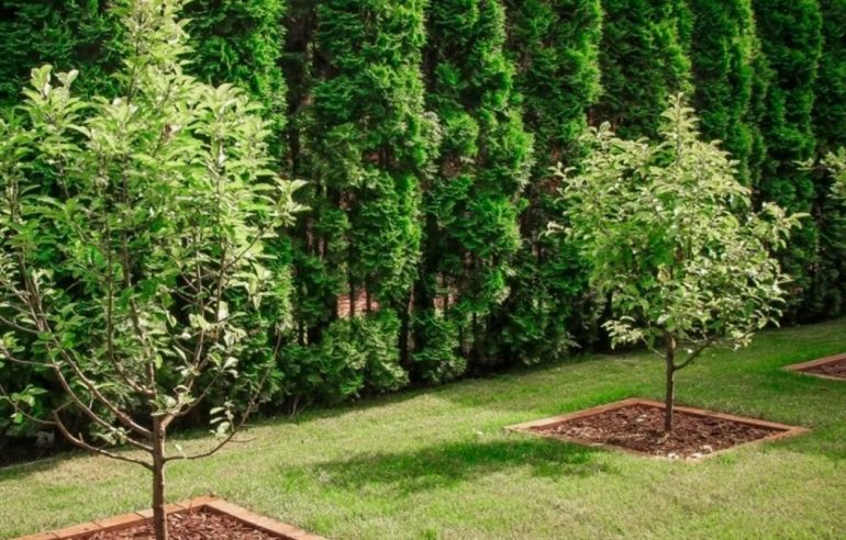 Ошибки при посадке лиственных деревьев на участке, которые совершают даже опытные садоводы